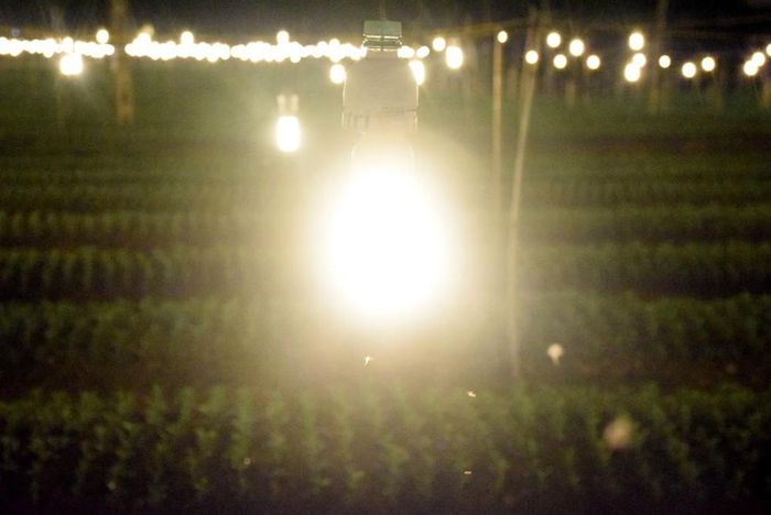 Theo người trồng hoa cho biết, do phải chong thâu đêm liên tục từ 18h hôm nay đến 6 giờ ngày mai, nên chi phí tiền điện khá nhiều và phải thay bóng đèn liên tục vì cháy bóng. Riêng tiền điện, mỗi tháng khoảng 300.000 đồng/sào. Thời gian chong điện trong một vụ hoa kéo dài hơn 1 tháng liền. Ảnh: Xuân Hoàng