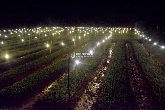 Những ngày này, đến “thủ phủ” trồng hoa cúc ở thị trấn Yên Thành, các vùng chuyên trồng hoa khác ở Diễn Châu, Quỳnh Lưu... vào ban đêm, nhiều người không khỏi thích thú trước khung cảnh lung linh, sáng rực với hàng ngàn ngọn đèn điện cùng lúc được thắp sáng trên những ruộng hoa. Nhìn từ xa, cánh đồng hoa nổi bật trên nền trời tối vắng lặng. Ảnh: Xuân Hoàng