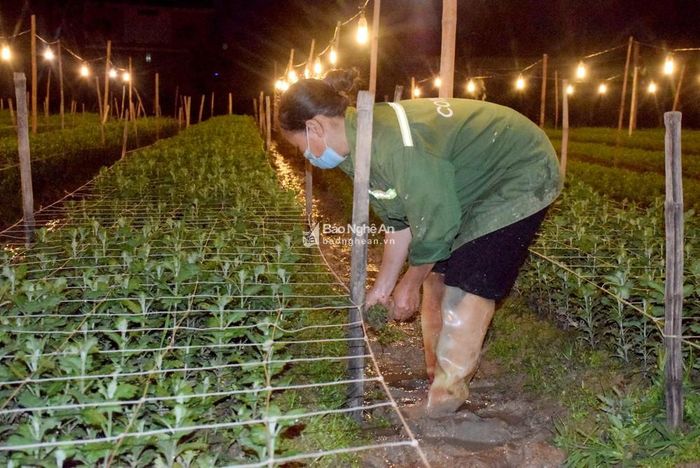 "Thắp đèn để biến đêm thành ngày nhằm kích thích cây hoa tiếp tục sinh trưởng vào buổi tối, giúp cây nhanh phát triển. Như vậy 24/24 giờ, hoa sẽ liên tục nhận năng lượng từ ánh sáng và quang hợp để lớn lên, cây cúc sẽ cao lớn hơn, thân thẳng và đặc biệt là nở đúng thời gian theo ý định của chủ", bà Nguyễn Thị Thi chia sẻ.