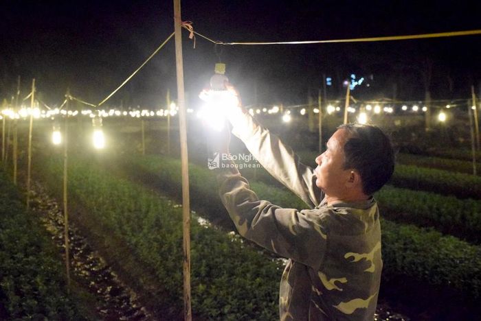 Để đủ ánh sáng cho hoa "thức" đêm, với diện tích 1 sào hoa có thể sử dụng gần 40 bóng đèn, công suất 18W/bóng. Ảnh: Xuân Hoàng