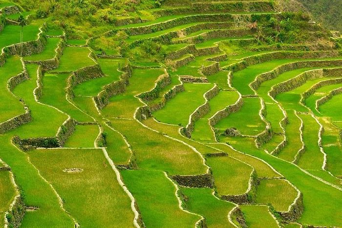 Di sản ruộng bạc thang tại Philippines. (Nguồn: Wikipedia)