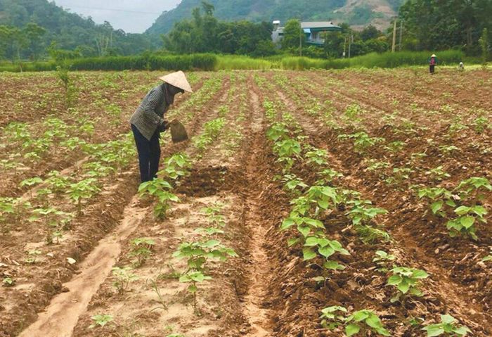 Phụ nữ xã Hòa Mạc (Văn Bàn) chăm sóc cây gai xanh.