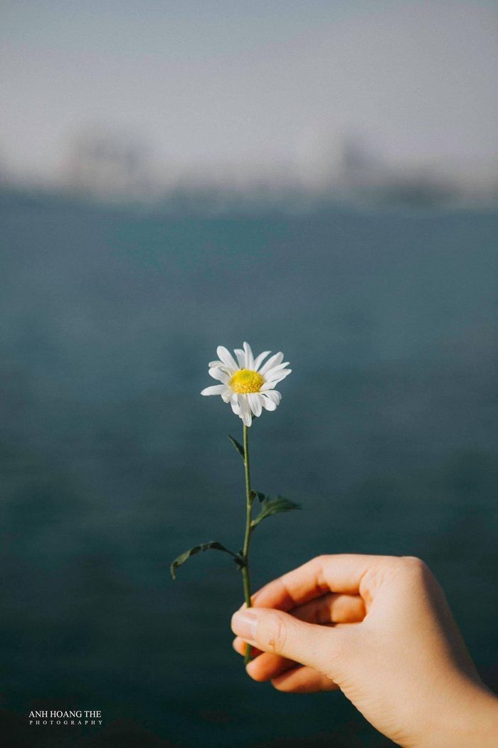 Giới trẻ thỏa sức sáng tạo những kiểu ảnh "sống ảo" với loài hoa cúc họa mi. Ảnh: ANH HOANG THE