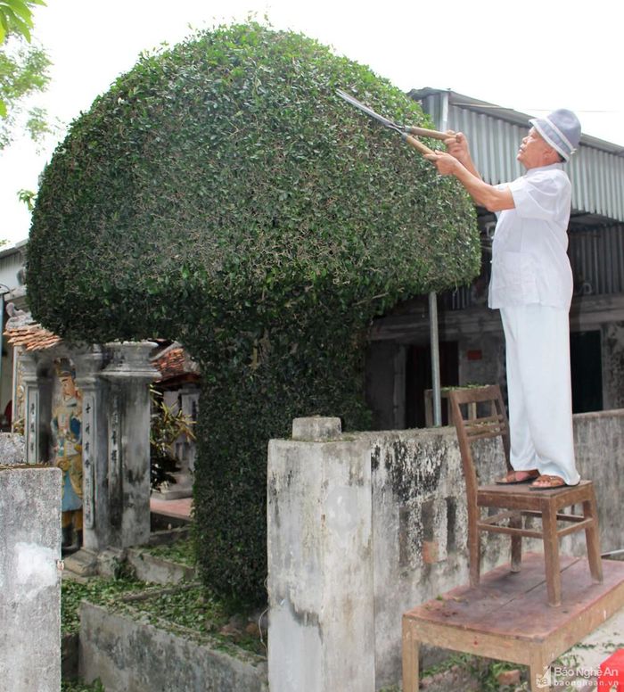 Mỗi lần cắt tỉa "cây nấm khủng" này, cụ Lê Xuân Tam (86 tuổi) - người chăm sóc cây cảnh tại đền Đức Sơn đã phải chồng bàn ghế vào nhau và di chuyển xung quanh cây duối. Ảnh: Huy Thư