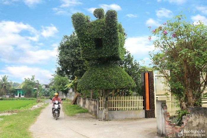 Một cây duối khác cũng đẹp mắt không kém là cây duối trước cổng nhà của gia đình ông Thái Khắc Khoan ở xã Thịnh Sơn, huyện Đô Lương. Ảnh: Huy Thư
