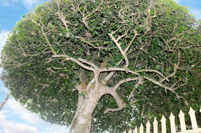 Cây duối này có từ thập niên 90 của thế kỷ trước, là một cây dại mọc tự nhiên, sau đó gia đình ông Khoan mới chú ý cắt tỉa. Tán cây phía dưới được cắt tròn với đường kính khoảng 2m. Ảnh: Huy Thư