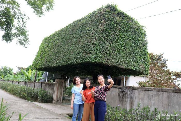 Những cây duối độc đáo đã được người dân cắt tỉa công phu, lâu dài, không chỉ làm đẹp cảnh quan gia đình, di tích, xóm làng, môi trường sinh thái, mà còn là những tác phẩm nghệ thuật sống, thể hiện tình yêu thiên nhiên, được nhiều người ưa thích. Ảnh: Huy Thư