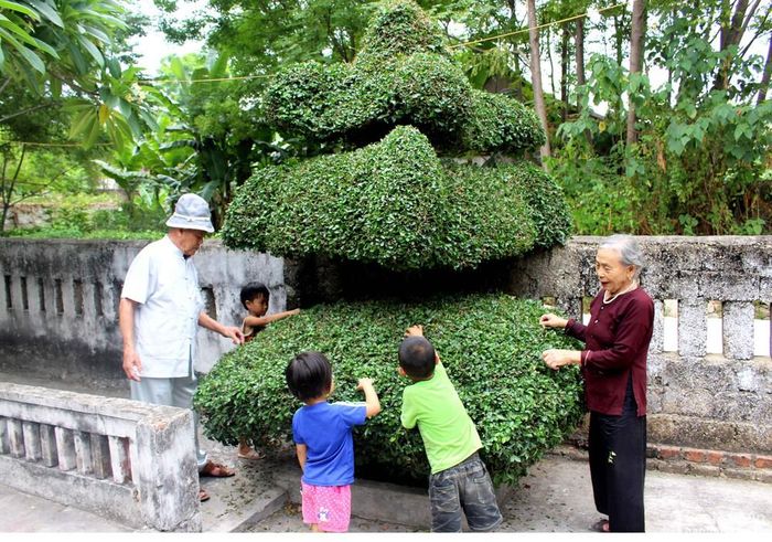 Cây duối hình kiệu cao tầm 3m được cắt tỉa công phu, trông như một chiếc kiệu thật của đền với đủ các mái che và những đầu đao uốn cong mềm mại… Cụ Tam cho biết, những cây duối này đã được cắt tỉa liên tục trong hàng chục năm qua. Điều đặc biệt hơn là cụ đã chăm sóc 2 cây duối này và cả vườn cây trong khuôn viên đền Đức Sơn với tinh thần tự nguyện. Ảnh: Huy Thư