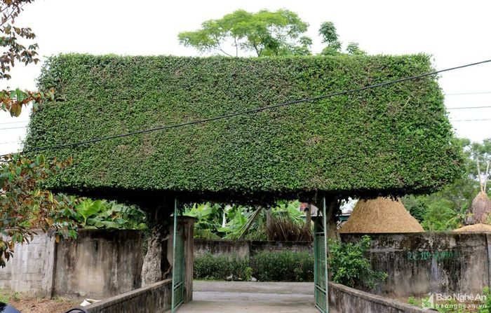 Được biết, hai cây duối này có từ thời ông nội của anh Ngọc và đã được cắt tỉa khoảng 30 năm nay. Anh Ngọc cho biết, anh đã kế tục công việc cắt tỉa của bố, trung bình mỗi tháng cắt 1 lần. Ảnh: Huy Thư