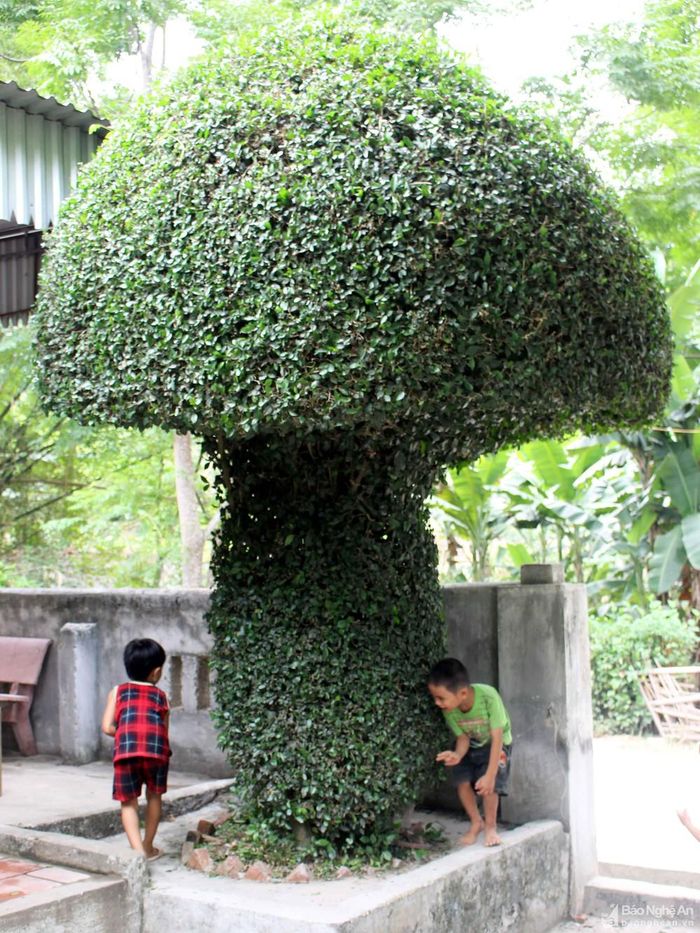 Tại đền Đức Sơn thị trấn Nam Đàn có 2 cây duối độc đáo, mỗi cây có một vẻ đẹp riêng. Cây duối hình cây nấm cao khoảng 4m được cắt tỉa thành phần "thân nấm" hình trụ và "mũ nấm" hình bát úp. Riêng "thân nấm" có cành lá bao bọc từ dưới lên trên. Ảnh: Huy Thư
