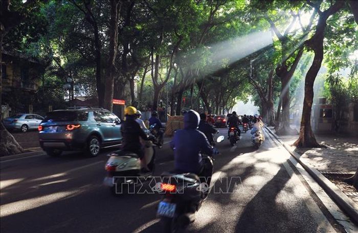 Ánh nắng ban mai rọi qua từng kẽ lá của hai hàng sấu già tạo nên những ray sáng kỳ ảo. Ảnh: Thành Đạt/TTXVN