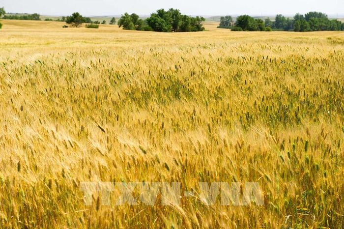 Cánh đồng lúa mì ở gần Tioga, Bắc Dakota, Mỹ. Ảnh: AFP/ TTXVN