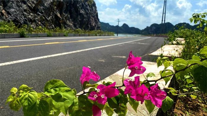 21km đường xuyên đảo Cát Bà sẽ được trồng nhiều hoa. Ảnh Xuân Thủy