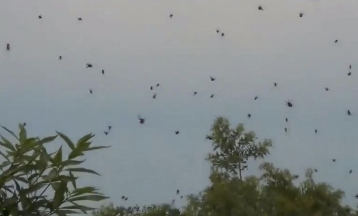 Dù vậy, một số con nhện rơi xuống đất khiến không ít cư dân hoảng sợ và giật mình.