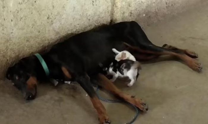 Mèo luôn gắn ở gần chó mẹ, không chịu rời đi.