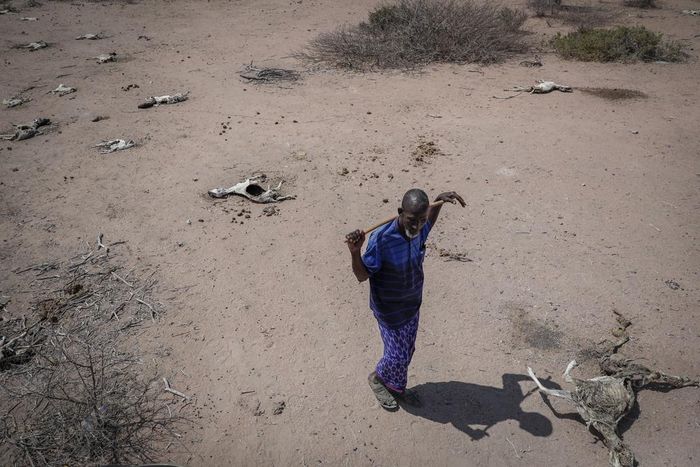 Herder Yusuf Abdullahi đi ngang qua xác bốn con dê của mình đã chết vì đói ở Dertu, hạt Wajir, Kenya. Ảnh: AP.