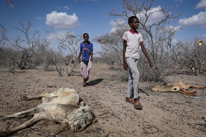 Xác động vật nằm la liệt trên sa mạc gần Dertu, hạt Wajir, Kenya. Ảnh: AP.
