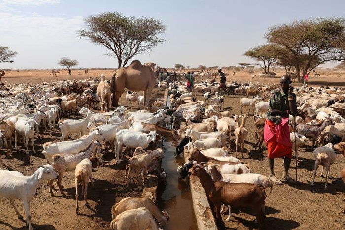 Những người chăn gia súc từ nhóm dân tộc Rendille cho gia súc của họ uống tại một nguồn nước gần thị trấn Kargi, hạt Marsabit, Kenya. Ảnh: Reuters.