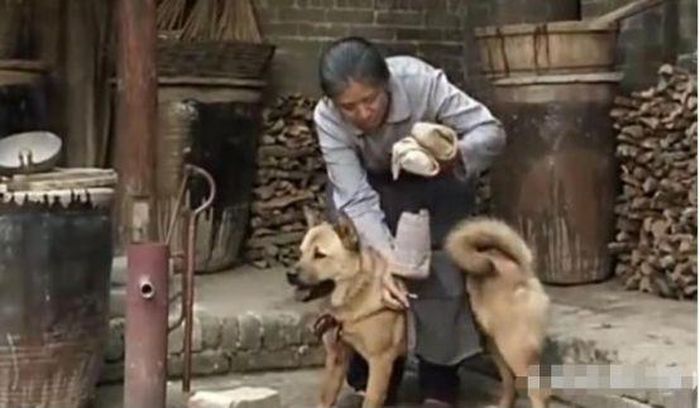 Bà chủ chuẩn bị cơm cho vào túi vắt ngang lưng chó