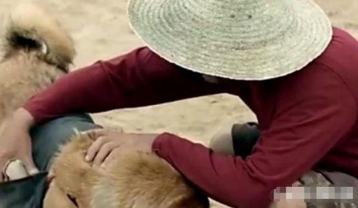 Ông chủ ăn cơm xong lại đưa đồ cho chú chó mục đồng mang về nhà