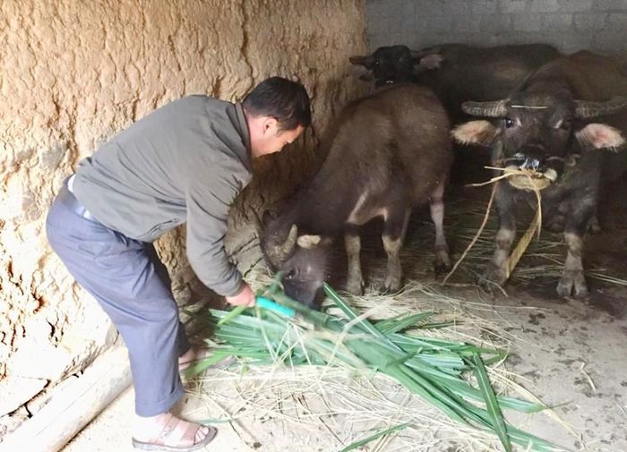 Người dân chuẩn bị thức ăn cho gia súc.