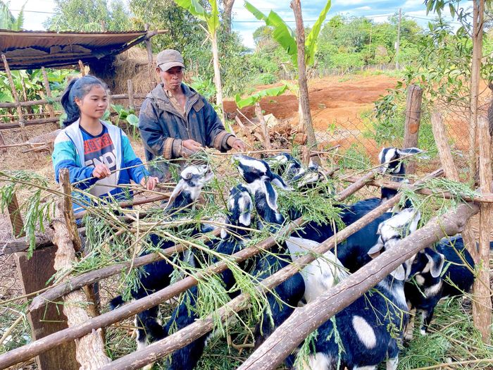 Từ khi bị chấm dứt hợp đồng, chị Rơ Mah Khưng (làng Thông Yố, xã Ia Kênh, TP. Pleiku) ở nhà phụ giúp bố mẹ việc ruộng vườn, chăn nuôi. Ảnh: Hồng Thi