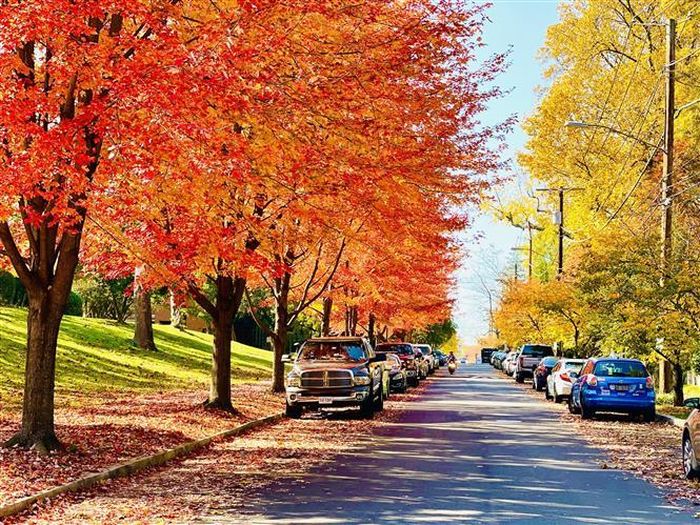 Hai hàng cây ven đường ở thủ đô Washington DC mang màu áo mới. Ảnh: Đặng Huyền - Pv TTXVN tại Mỹ