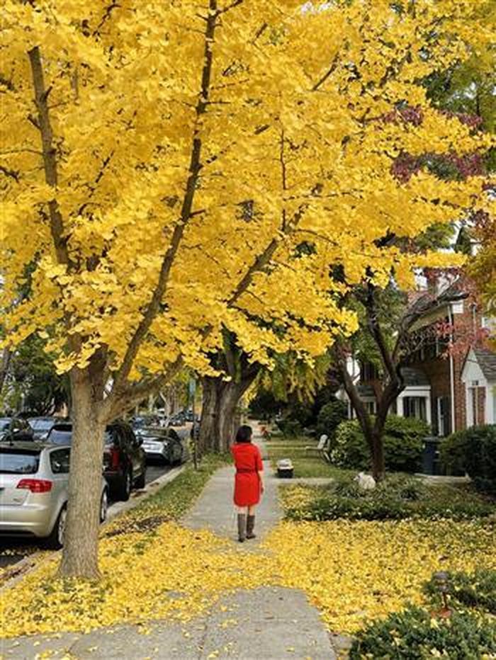 Con phố với hàng cây Gingko là địa điểm chụp ảnh ưa thích của nhiều du khách khi đến thủ đô Washington, DC. Ảnh: Đặng Huyền - Pv TTXVN tại Mỹ