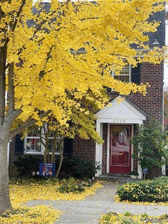 Cây Gingko vàng rực rỡ cả một góc phố ở thủ đô Washington DC. Ảnh: Đặng Huyền - Pv TTXVN tại Mỹ