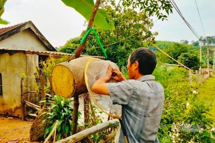 Một người thợ bắt bỏ ong "sứ" vào tổ mồi.