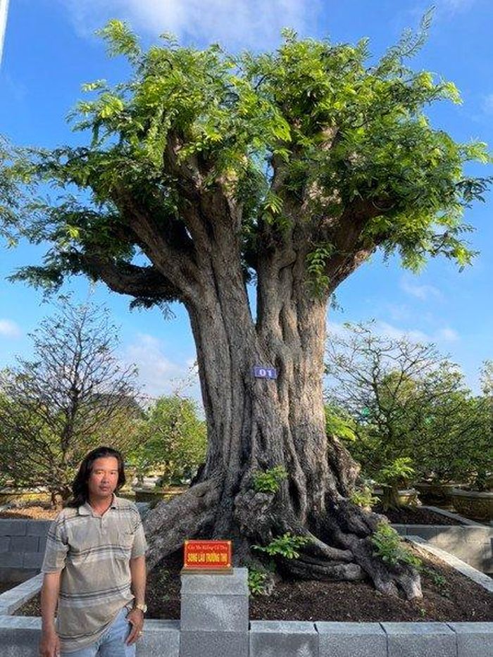 Hai thân lớn của cây me mọc lên từ một gốc có độ cao lên đến 3m thì bắt đầu bung tán ra rất đều đặn giống như những cây đại cổ thụ. Ảnh: Sankyluc