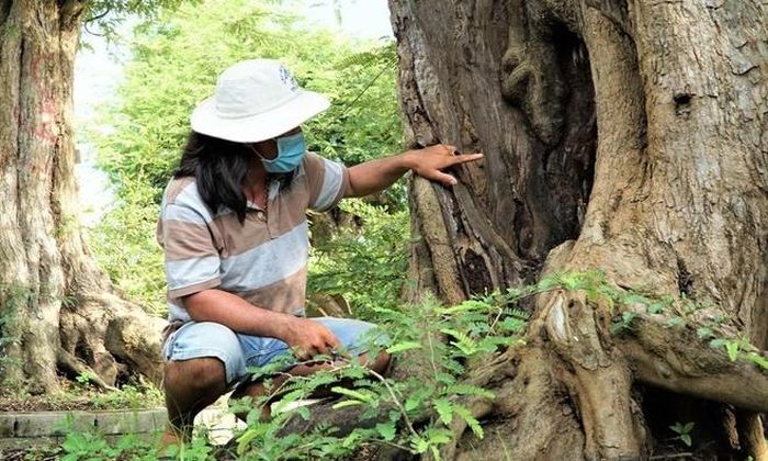 Sau hơn 20 năm gắn bó với việc sưu tầm các cây me cổ, đây là cây me anh Tuấn cảm thấy có dáng thế và độc lạ chưa từng gặp. Ảnh: Dân trí