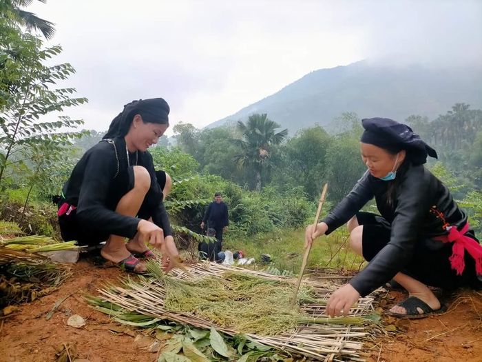 Đồng bào Tày Nghĩa Đô phục dựng nghề làm cốm truyền thống.