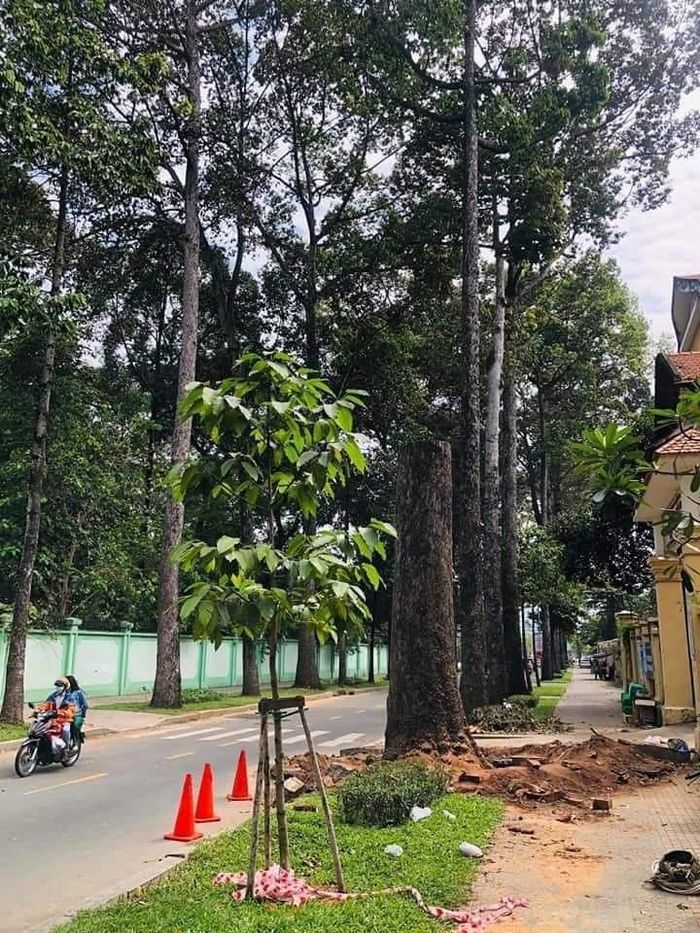 "Công ty đã thực hiện đốn hạ các cây Dầu trên để đảm bảo an toàn cho khu vực. Sau khi đốn hạ, Công ty sẽ thực hiện trồng lại các cây Me chua tại vị trí cũ”- đại diện Công ty TNHH MTV Công viên Cây xanh TPHCM thông tin. 