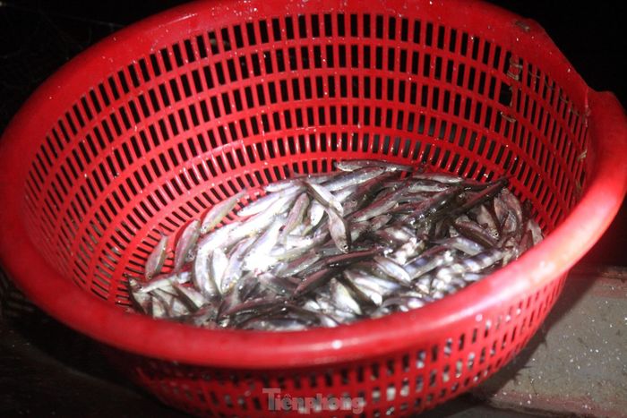 Mỗi đêm, trung bình ngư dân bắt được khoảng vài chục kg cá