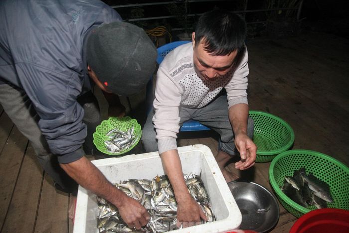 Sau một đêm đánh bắt, người dân phân loại cá để mang lên bờ bán. Mỗi đêm, một người thu về vài trăm nghìn đồng. 