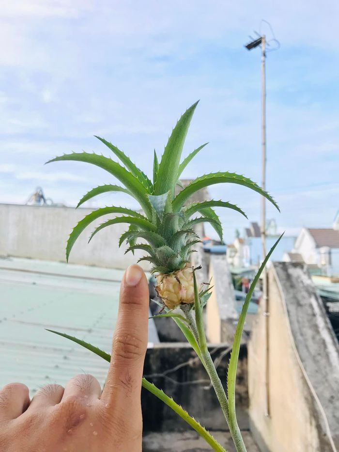 Phía dưới bình luận, nhiều người đùa rằng quả dứa này siêu hiếm, phải có giá tiền tỷ, có khi còn đắt hơn cả lan đột biến. Ảnh: FBNV