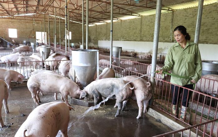 Để các HTX chăn nuôi phát triển ổn định, cần thêm các nguồn lực hỗ trợ thiết thực hơn.