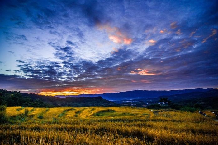 Màu vàng rực của ruộng bậc thang Kê Nênh