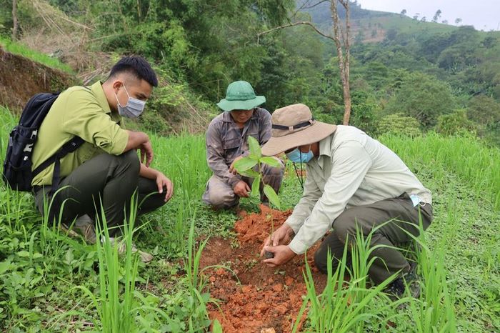 Hướng dẫn kỹ thuật trồng rừng.