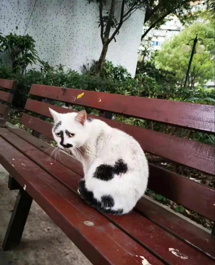 Đừng cười em mà, em đang đau khổ lắm!