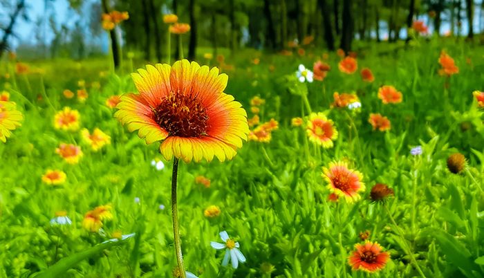 Cúc biển, loài hoa đặc trưng của Cửa Lò không chỉ bung nở đằm thắm trong mùa nắng, mà màu hoa luôn da diết, mặn mòi trong cả ngày Đông