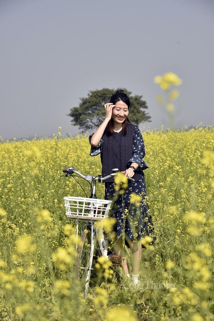 "Đọ dáng" cùng hoa cải