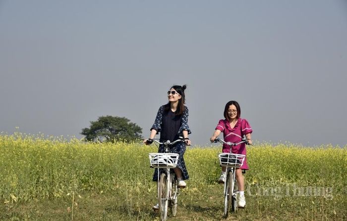Dạo xe trên cánh đồng hoa cải
