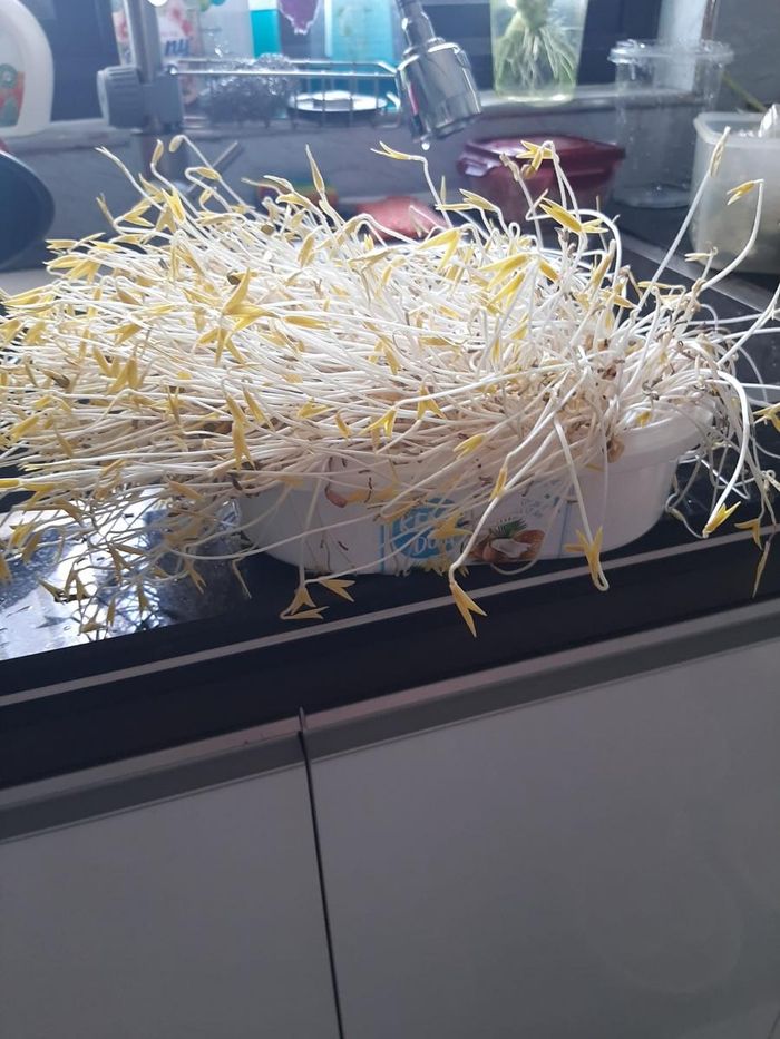 Giá đỗ nhà làm, sạch 100%.