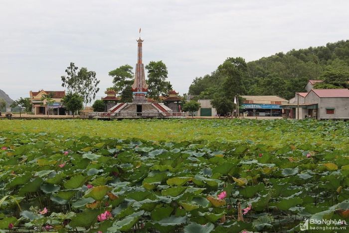 Vĩnh Thành mùa sen nở. Ảnh: Văn Trường.