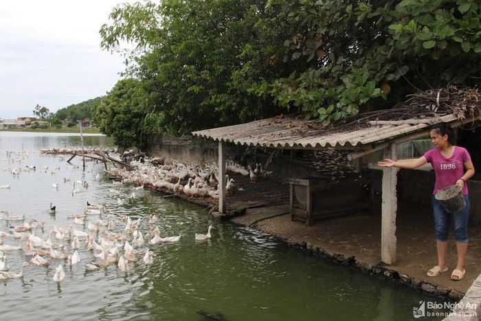Mô hình chăn nuôi vịt xã Vĩnh Thành. Ảnh: Văn Trường