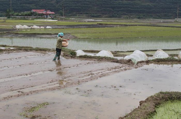 Người dân xã Bản Qua (Bát Xát) thường gieo lúa Séng cù vụ xuân từ rất sớm. (Ảnh tư liệu)