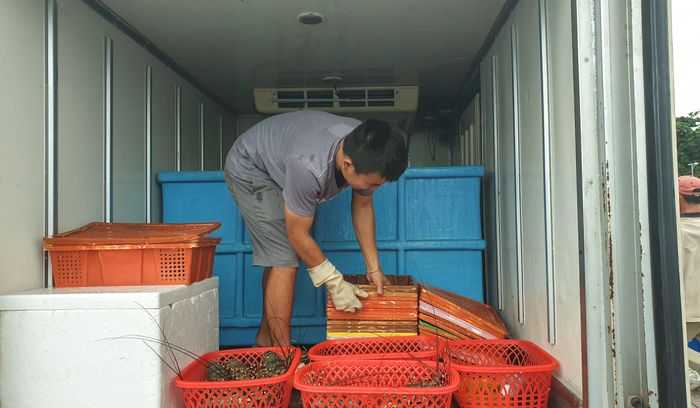 Thương lái tăng thu mua tôm hùm sau dịch. Ảnh: M.H.