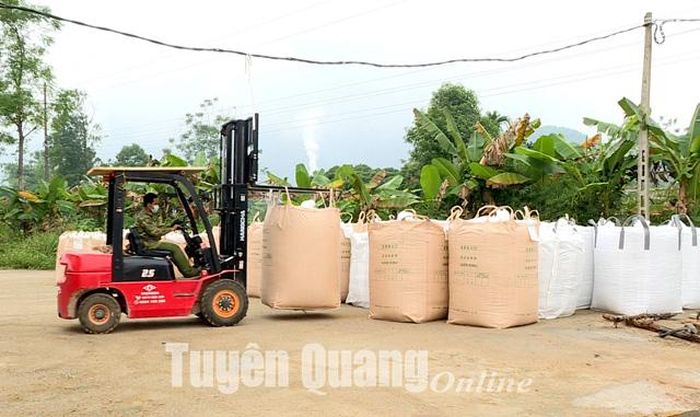 Sản phẩm ngô sinh khối của HTX Nông nghiệp Minh Hoàng, xã Phúc Thịnh (Chiêm Hóa) chuẩn bị xuất bán.